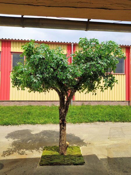 Umělý strom-Fíkus gigant 300cm