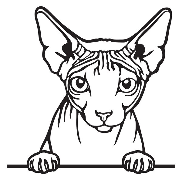 Vsepropejska Donský sphynx kočka dřevěná dekorace na zeď Rozměr (cm): 40 x 40