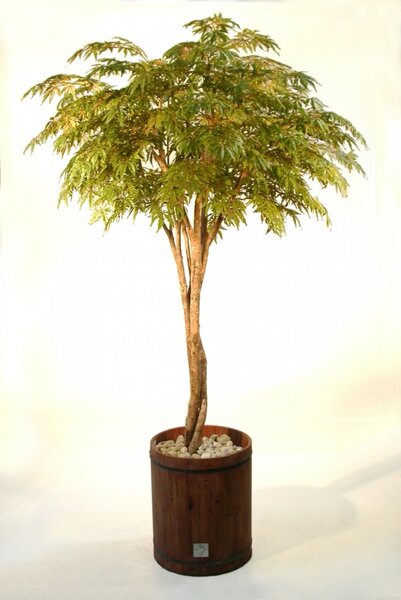 ILA Umělý strom Maple Gigantea výška: 220cm multicolor