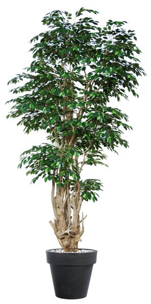 ILA Umělý strom Fikus Exotica Malabar Lux (350cm)
