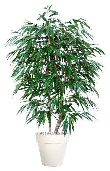 ILA Umělý strom Longifolia Natural Style výška: 150cm