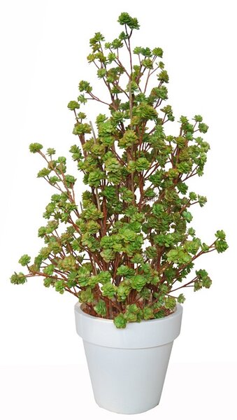 ILA Umělá rostlina Echeveria Boschetto (160cm)