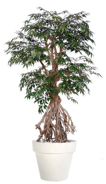 ILA Umělý strom Myrsifolia Root (190cm) dub