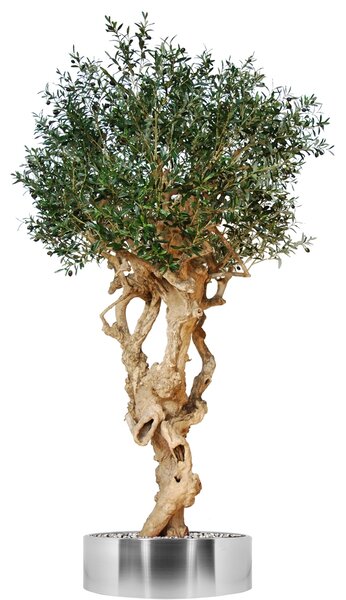 ILA Umělý strom Olive Monolite (320cm) olivovník