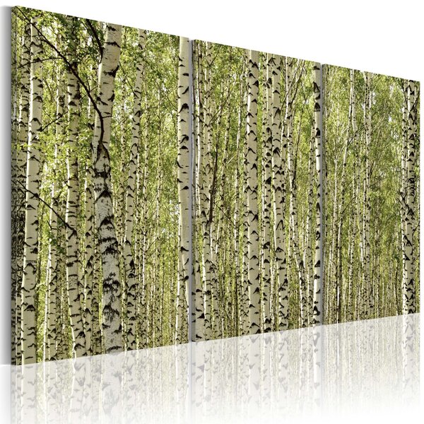Obraz - Březový les 60x40
