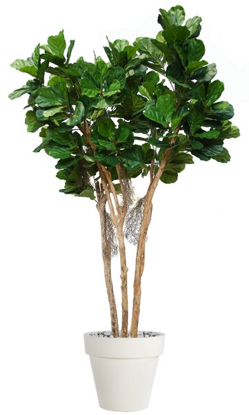 ILA Umělý strom Fikus Lyrata Florida (240cm)