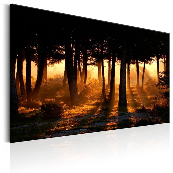 Obraz - Lesní svítání 120x80