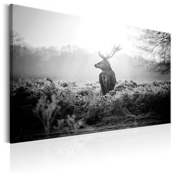 Obraz - Černobílý jelen 90x60