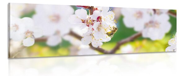 Obraz květy stromu v jarním období