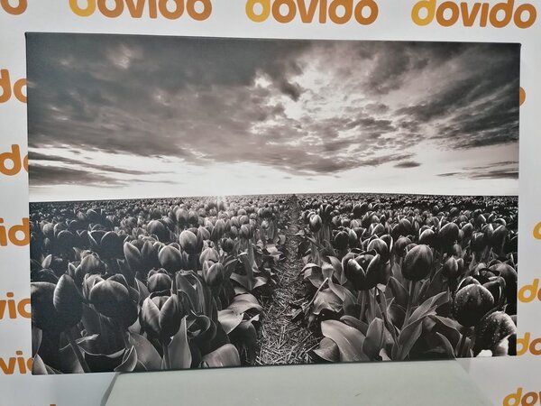 Obraz východ slunce nad loukou s tulipány v černobílém provedení