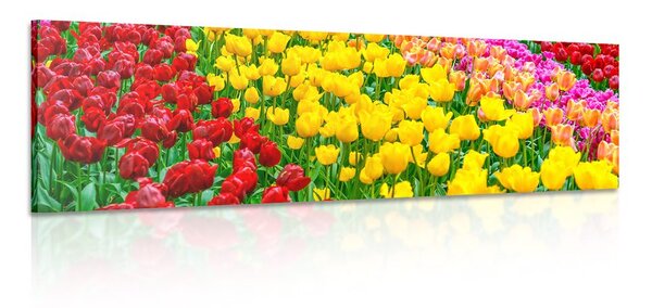 Obraz zahrada plná tulipánů