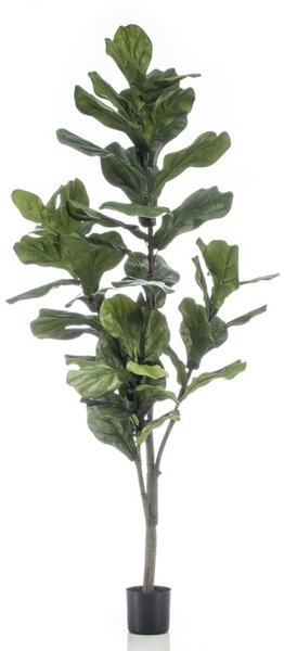 Umělý fikus Lyrata, výška 180 cm - 151 - 180 cm