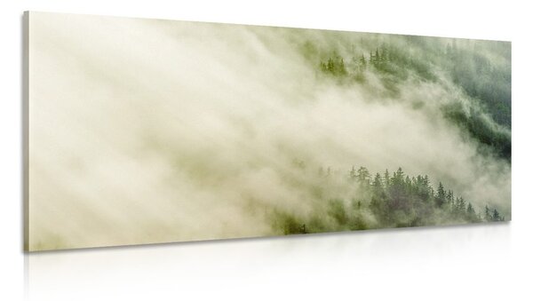 Obraz mlhavý les