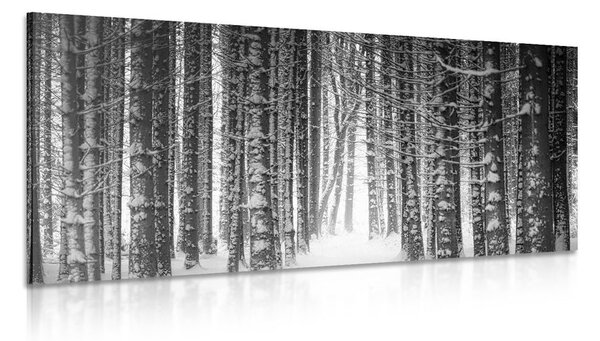 Obraz les zahalen sněhem v černobílém provedení