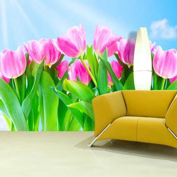 Sablio Tapeta Růžové tulipány - 125x75 cm