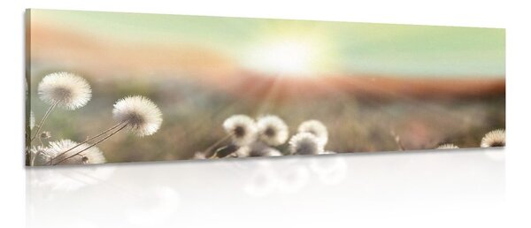 Obraz panoráma kvetoucí louky - 120x40