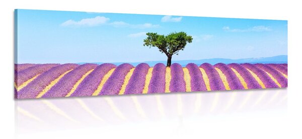 Obraz provensálské levandulové pole