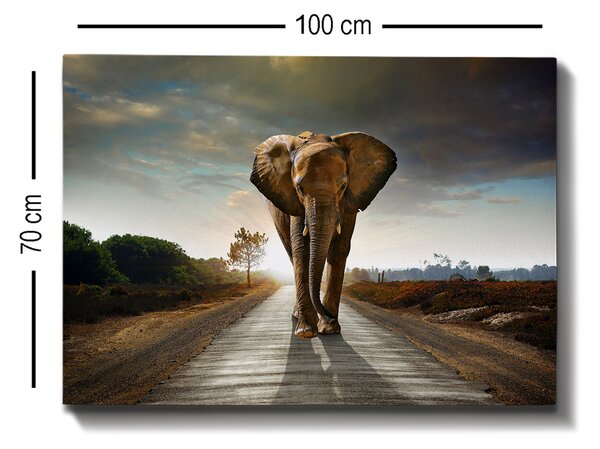ASIR Nástěnný obraz ELEFANT plátno 70 x 100 cm