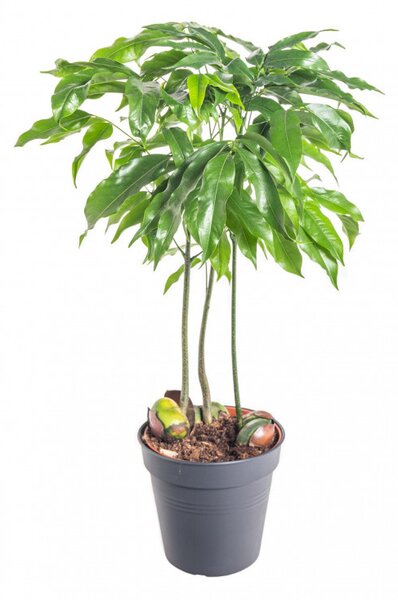 Australský kaštan, Castanospermum, průměr květináče 12 cm