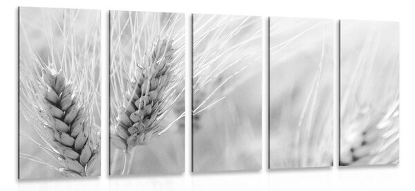 5-dílný obraz pšeničné pole v černobílém provedení