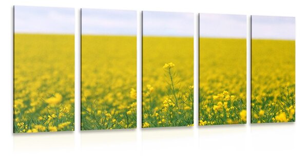 5-dílný obraz žluté pole