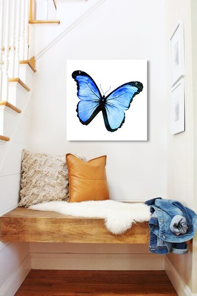 Obraz Modrý Motýl na zrcadle Mirrora 15 - 50x50 cm (Obrazy Mirrora)