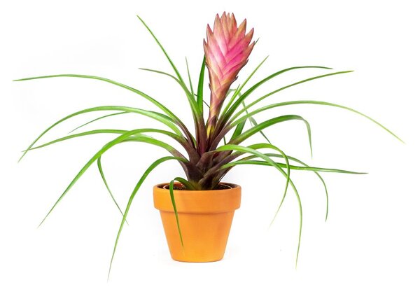 Gardners.cz Tillandsia cyanea Anita, průměr 6 cm Tillandsie, kykatka