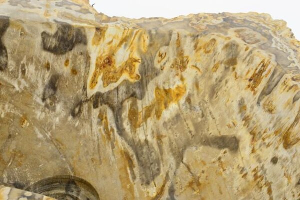 Umyvadlo z přírodního kamene FOSSIL DIVERO - velké