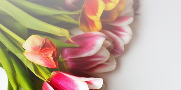 Obraz kytice barevných tulipánů