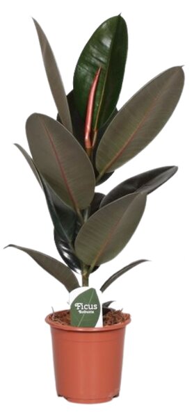 Ficus elastica Abidjan, průměr 17 cm Fíkovník pryžodárný, Fíkovník, Gumovník