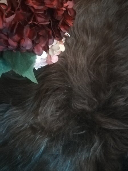 ARCTIC FUR Ovčí kožešina ISLAND 100% příroda