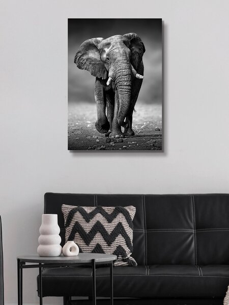 TIŠTĚNÉ OBRAZY NA PLÁTNĚ, zvířata, 50/70 cm Monee - Umělecký tisk