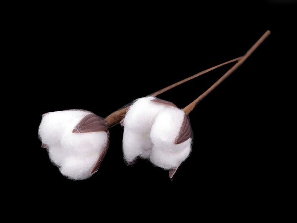 Umělý květ bavlníku barva bílá, 2 ks
