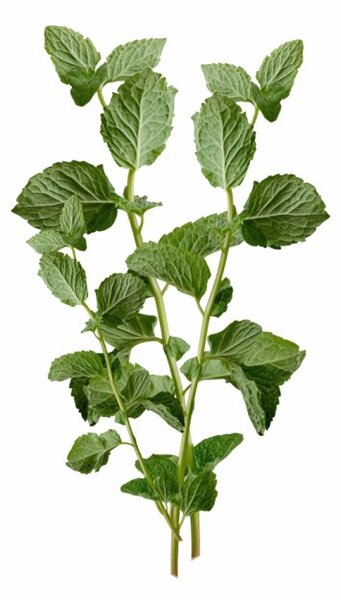Aromatický polštář Mint 50x70 cm EMI