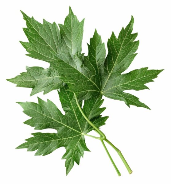 Aromatický polštář Mugwort 50x70 cm EMI