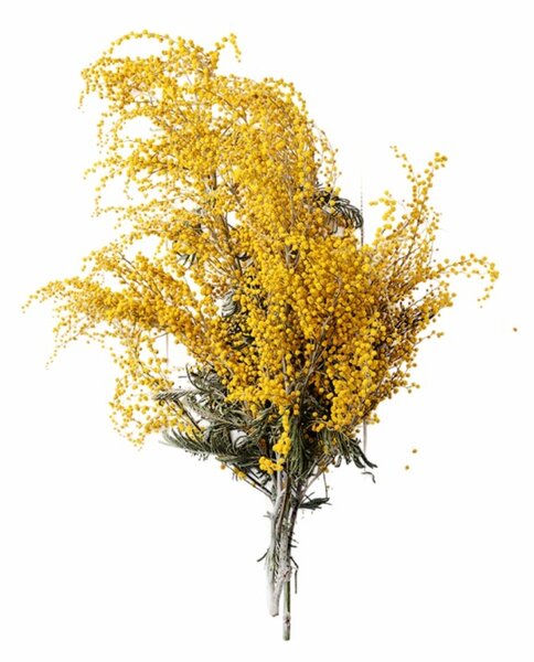 Aromatický polštář Albizia 50x70 cm EMI