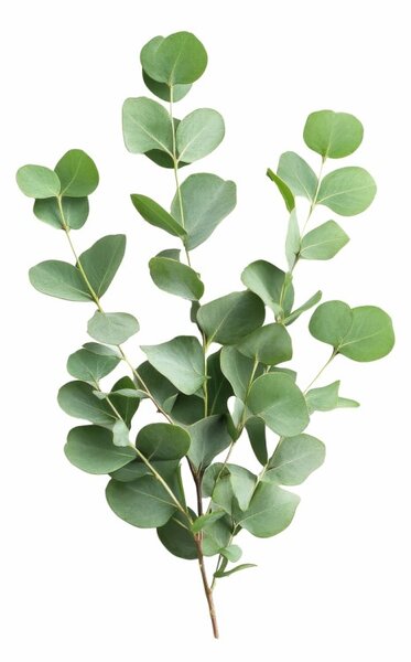 Aromatický polštář Eucalyptus 50x70 cm EMI