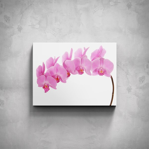 Obraz - Růžová orchidej