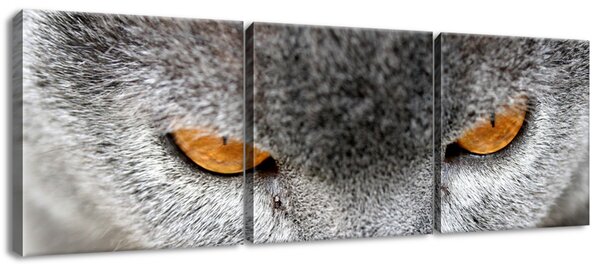 Obraz na plátně Kocour, Jenny Downing - 3 dílný Rozměry: 90 x 30 cm