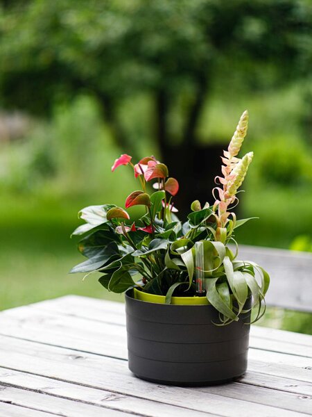 Plastia Samozavlažovací závěsná žardina Berberis 26 cm trojzávěs - antracit/zelená