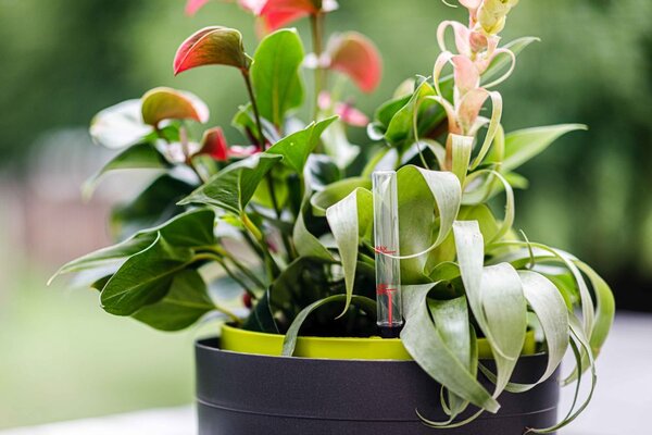 Plastia Samozavlažovací závěsná žardina Berberis 26 cm trojzávěs - antracit/zelená