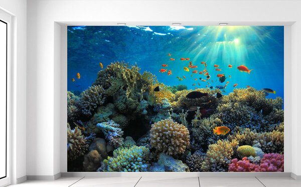 Fototapeta Krásný korálový útes Materiál: Samolepící, Rozměry: 200 x 135 cm