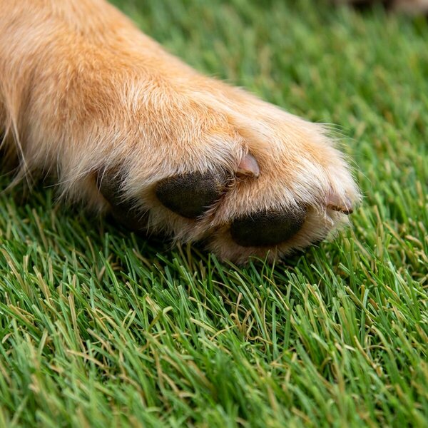 Artificial grass specialists, Umělá tráva Princess, na míru, šíře 4m, zelená