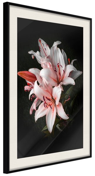 Artgeist Pale Pink Lilies Velikosti (šířkaxvýška): 40x60, Finální vzhled: Černý rám s paspartou
