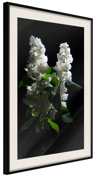 Artgeist White Lilac Velikosti (šířkaxvýška): 40x60, Finální vzhled: Černý rám s paspartou