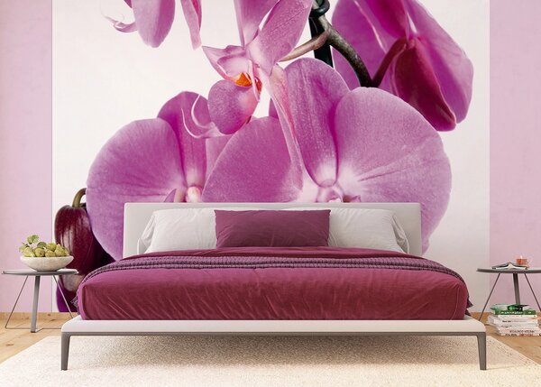 Fototapeta na míru Fialová Orchidej | Vliesová fototapeta na zed' | DFTNS2459