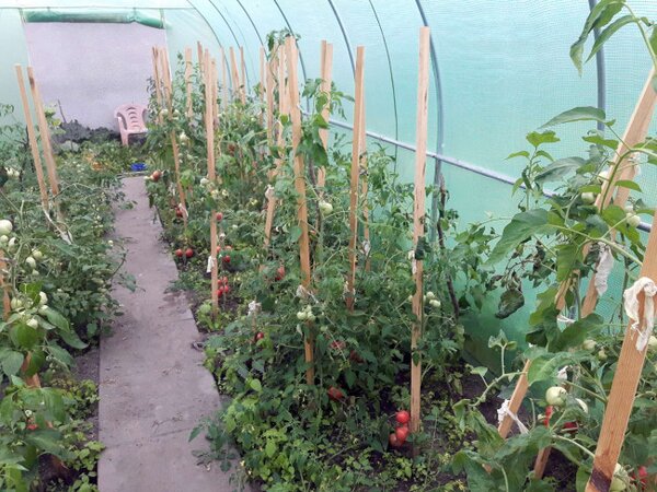 Zahradní fóliovník AUREA zelený 2x3,5 m