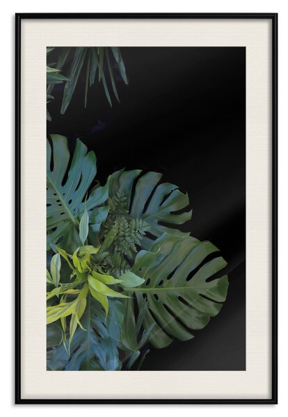 Plakát Monstera - botanická kompozice s tropickými listy na černém pozadí