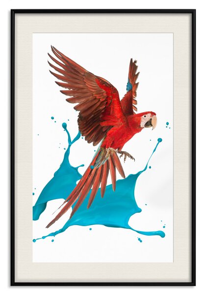 Plakát Papoušek v letu