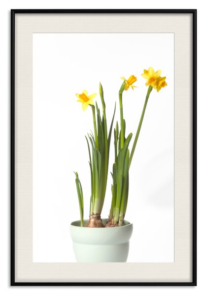 Plakát Narcis - žluté jarní květiny v tyrkysové nádobě na bílém pozadí